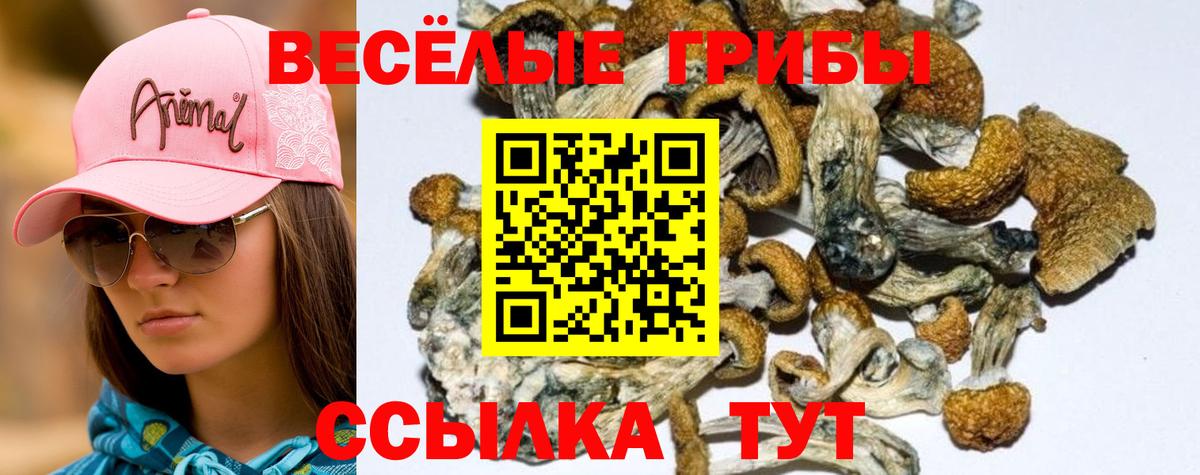 где купить наркотик  Вход с VPN  Галлюциногенные грибы Psilocybine cubensis  Коммунар  Галлюциногенные грибы ЛСД 